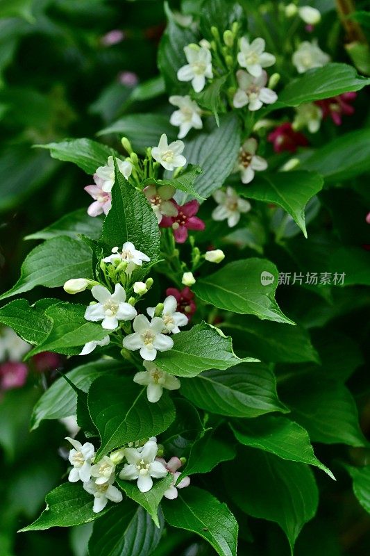 Weigela coraeensis花